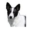 Canaan Dog (Design 2) - Printed Transfer Sheets for a variety of surfaces product 1